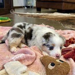 Ruby - Blue merle female Miniature Australian Shepherd puppy in Edgar Springs, Missouri from Scott’s Aussies LLC