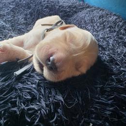 Moony - Gray - Golden female Golden Retriever puppy in Lucasville, Ohio from Halo Kennels