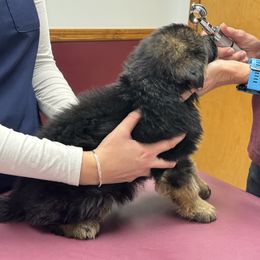 German Shepherd Puppies from Von Kingsburg Shepherds