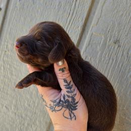 Choc - Tan Male - Chocolate and tan male Dachshund puppy in Woodland, Washington from SJs Dachshunds