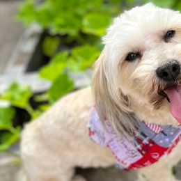 Havanese from Adriane’s Havanese