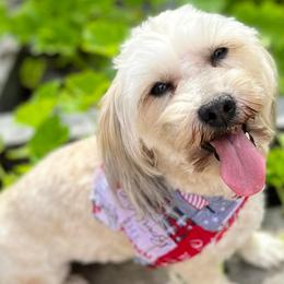Havanese from Adriane’s Havanese
