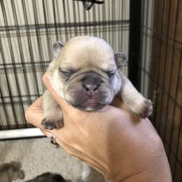 Cane Corso and French Bulldog Puppies from Perry’s Cane Corso and French bulldogs