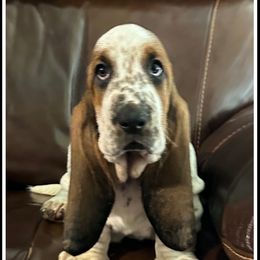 Boy 1 - Black brown and white male Basset Hound puppy in Columbia, South Carolina from Pawmetto Hounds