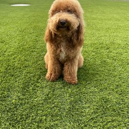 Daisy - Goldendoodle