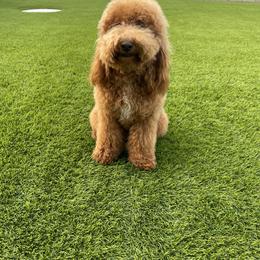 Daisy - Goldendoodle
