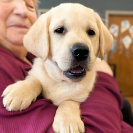Labrador Retriever puppies from Copper Meadow Retrievers