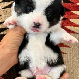 Doc - Black and tan male American Corgi puppy in Tome, New Mexico from Blue Diamond Welsh corgis