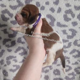 Purple collar - Mahogany and white female Basset Hound puppy in Alton, Illinois from Show Me Great Danes and Basset Hounds
