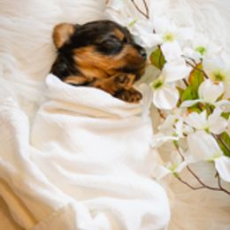 Yorkshire Terrier Puppies from Sharon Gellerman's Yorkshire Terriers