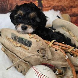Neptune - Black tri-color male Aussiedoodle puppy in Prescott Valley, Arizona from Ramirez Family Doodles