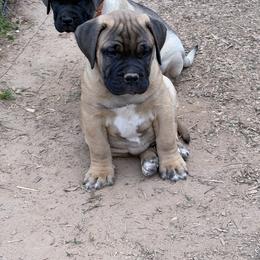 Blue collar male puppy available - Fawn male Bullmastiff puppy in Comer, Georgia from Caro Bullmastiffs