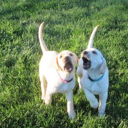 Labrador Retriever Puppies from Mountain Rose Labradors