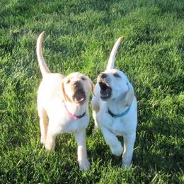 Labrador Retriever Puppies from Mountain Rose Labradors