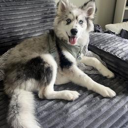 Pomsky Puppies from Pomsky Pack & Co