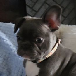 French Bulldogs from Precious Paw's