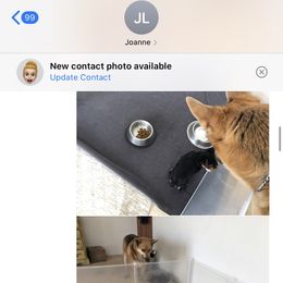 Yorkshire Terrier Puppies from Happy Little Yorkies