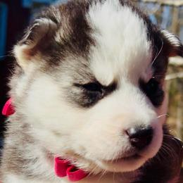 Nova - Black and white female Siberian Husky puppy in Atlanta, Georgia from Lobban Huskies