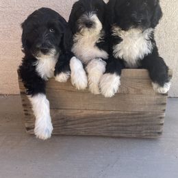 Labradoodle and Poodle Puppies from Lucky Labradoodles