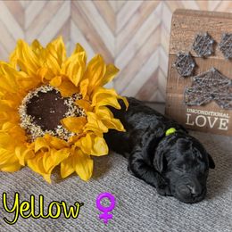 Yellow Girl - Black female Goldendoodle puppy in Rockledge, Florida from Stormie's Doodles