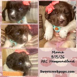 Newfoundland, Newfypoo, and Sheepadoodle Puppies from Sweet Creek Pups