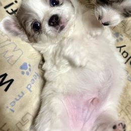 Chihuahua Puppies from Clements Chihuahua