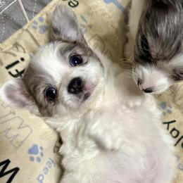 Chihuahua Puppies from Clements Chihuahua
