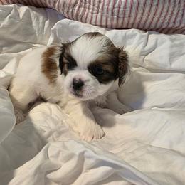 Donald - Brindle and white male Shih Tzu puppy in Rockmart, Georgia from Sonya Garrett