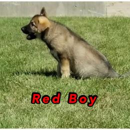 "DOB 6/16/22 Boy **AVAILABLE**" Shiloh Shepherd Puppies from Hill Country Shilohs