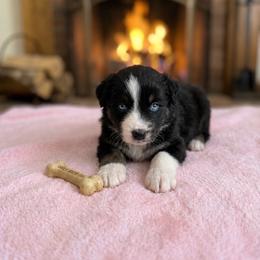 Jade - Black tri-color female Australian Shepherd puppy in Ellensburg, Washington from Creekside Aussies