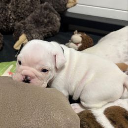 Black - White male Bulldog puppy in Krum, Texas from K & K Little Blessings