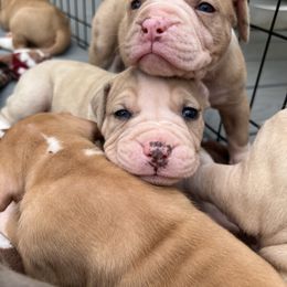 Alapaha Blue Blood Bulldog Puppies from WICKED Alapaha Kennel