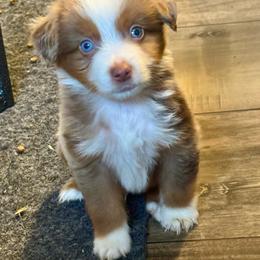 Ron - Red merle male Toy Australian Shepherd puppy in Princeton, Louisiana from Legacy Hill Aussies