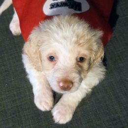 Frozone - Apricot male Aussiedoodle puppy in Cumberland, Rhode Island from W Doodle Crew