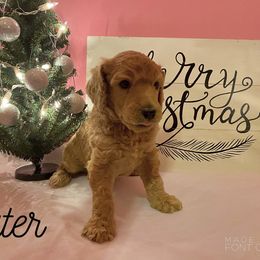 Poodle Puppies from Cosmic Caliber Standard Poodles