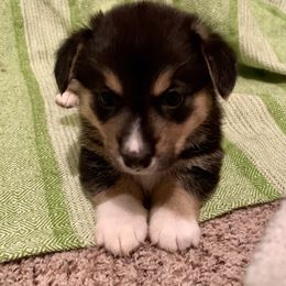 Pembroke Welsh Corgi Puppies from A&A’s Adorable Corgis