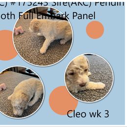 Poodle Puppies from Joy Of Parti Poodles