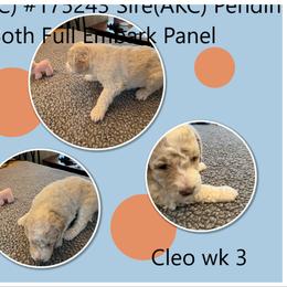 Poodle Puppies from Joy Of Parti Poodles