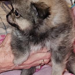 Girl 2 - Cream sable female Pomeranian puppy in Turnersville, New Jersey from MK Exquisite Poms