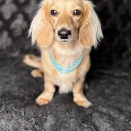 Scarlett - Dachshund