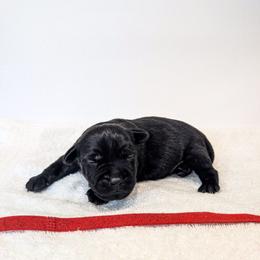 Roman Candle - male Patterdale Terrier puppy in Yucaipa, California from Moormont Kennels