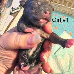Juliet - Brindle female Shih Tzu puppy in Mattoon, Illinois from Jenkins Tzu and Poo’s
