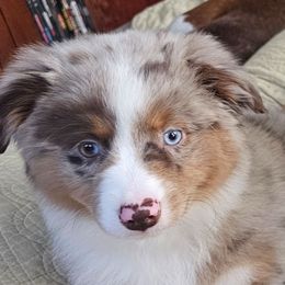 Lumi - Red merle female Miniature American Shepherd puppy in Griswold, Connecticut from Flatrock's Mini American Shepherd's