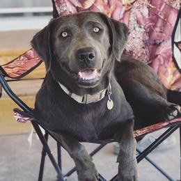 Xayah - Labrador Retriever