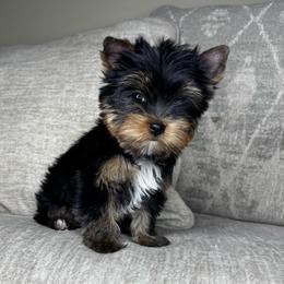 Red collar- Ready now - Black and tan male Yorkshire Terrier puppy in Cornelia, Georgia from Kruz Kennels