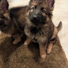 Whisper Lane - Sable female German Shepherd puppy in Kingsley, Michigan from Legacy German Shepherds