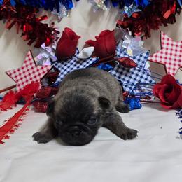 Dark Brindle Boy (red toe) - Brindle male Pug puppy in Tulsa, Oklahoma from Locust Creek Pugs & Japanese Chin's