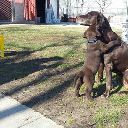 Labrador Retriever Puppies from Puddle Jumper Labs