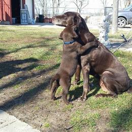 Labrador Retriever Puppies from Puddle Jumper Labs