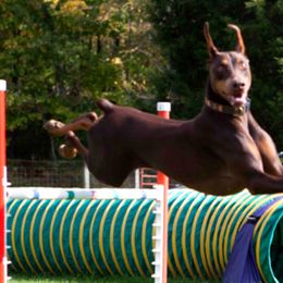 Doberman Pinschers from Merrimac Dobermans
